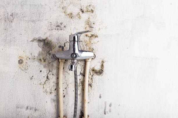 Best Commercial Mold Remediation in Shadyside, OH