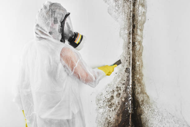 Best Attic Mold Remediation in Shadyside, OH