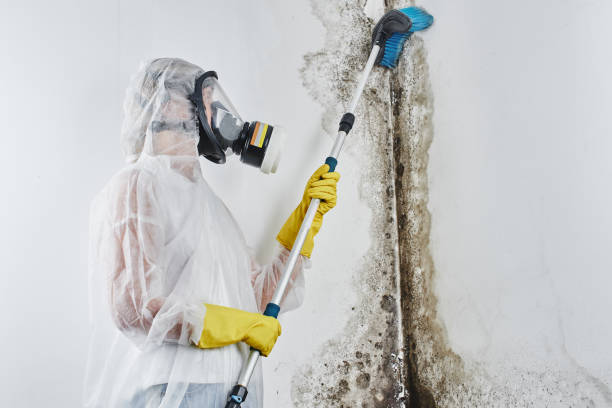 Best Emergency Mold Remediation in Shadyside, OH