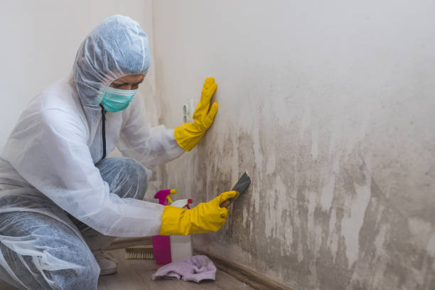 Best Insurance-Related Mold Remediation in Shadyside, OH