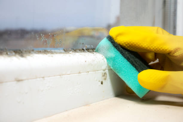 Best DIY Mold Remediation Support Services in Shadyside, OH