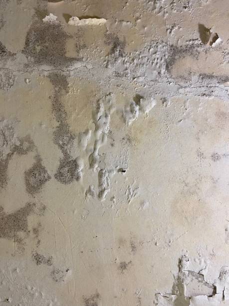 Best Crawl Space Mold Remediation in Shadyside, OH