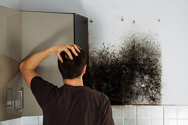 Best Post-Flood Mold Remediation in Shadyside, OH