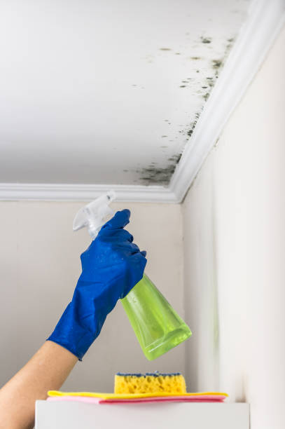 Best Emergency Mold Remediation in Shadyside, OH